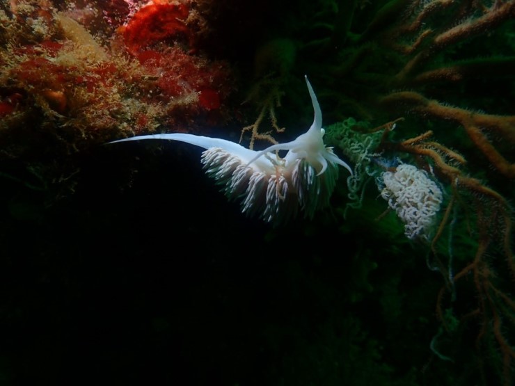 펀다이빙 - 강원도 강릉 해원리조트 - 사자봉