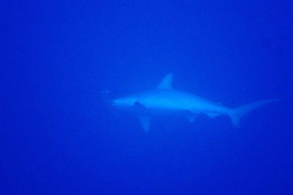 fun - 일본 요나구니섬 - drop off