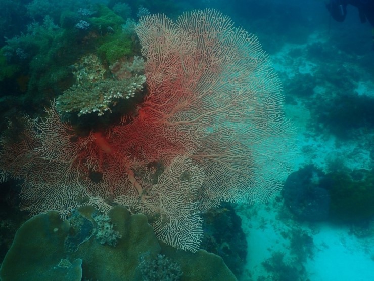 펀다이빙 - 필리핀 세부 와이다이브 - 와이홀