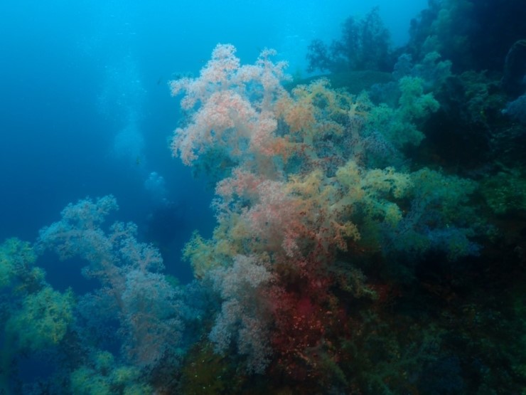 펀다이빙 - 필리핀 세부 와이다이브 - 와이홀