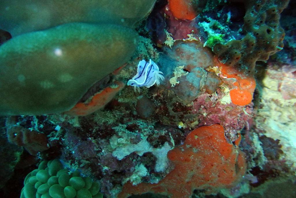 펀다이빙 - 필리핀 세부 막탄 와이다이브 - 마리아상