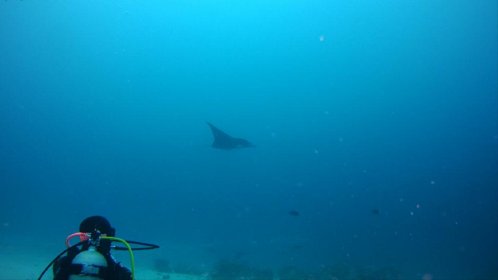 FUN DIVING - PALAU MK다이브리조트 - GERMAN CHANNEL