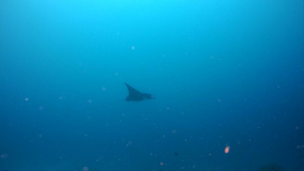 FUN DIVING - PALAU MK다이브리조트 - GERMAN CHANNEL