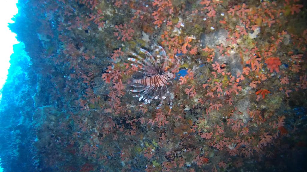 FUN DIVING - PALAU MK다이브리조트 - BLUE HOLE