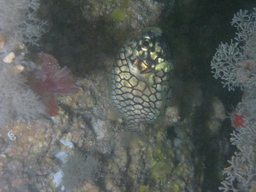 수중사진 - 섶섬 - 큰한개창