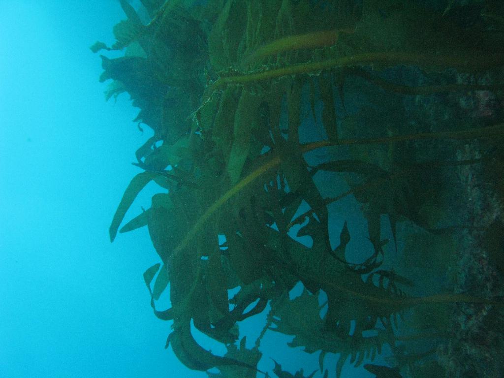 수중사진 - 섶섬 - 큰한개창