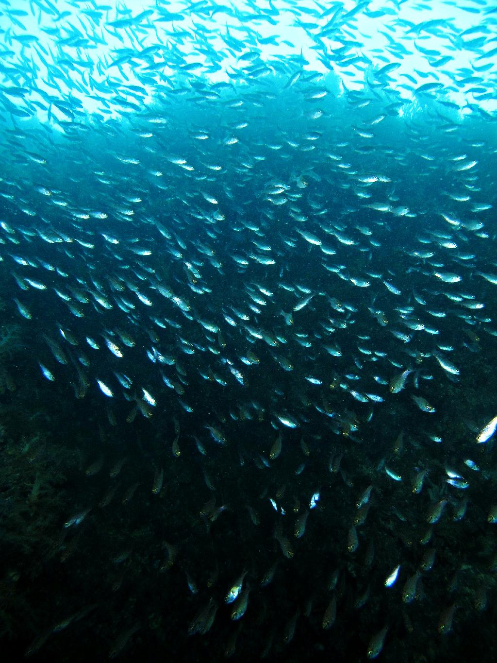 범섬 - 새끼섬직벽