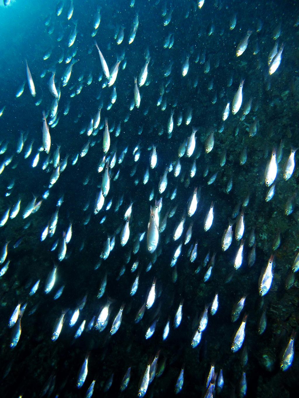 범섬 - 새끼섬직벽