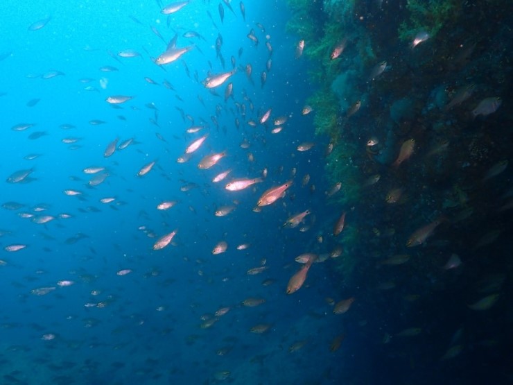 펀다이빙 - 제주도 굿다이버 - 범섬