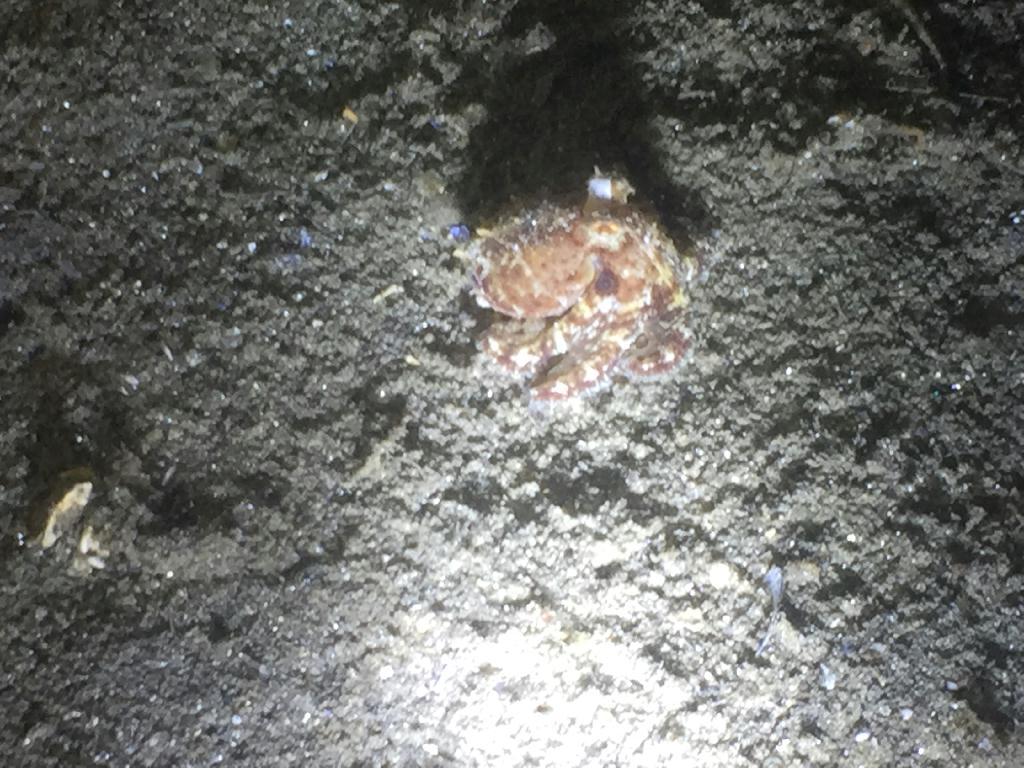 나이트다이빙 - 강원 고성 백상어다이빙리조트 - 내항