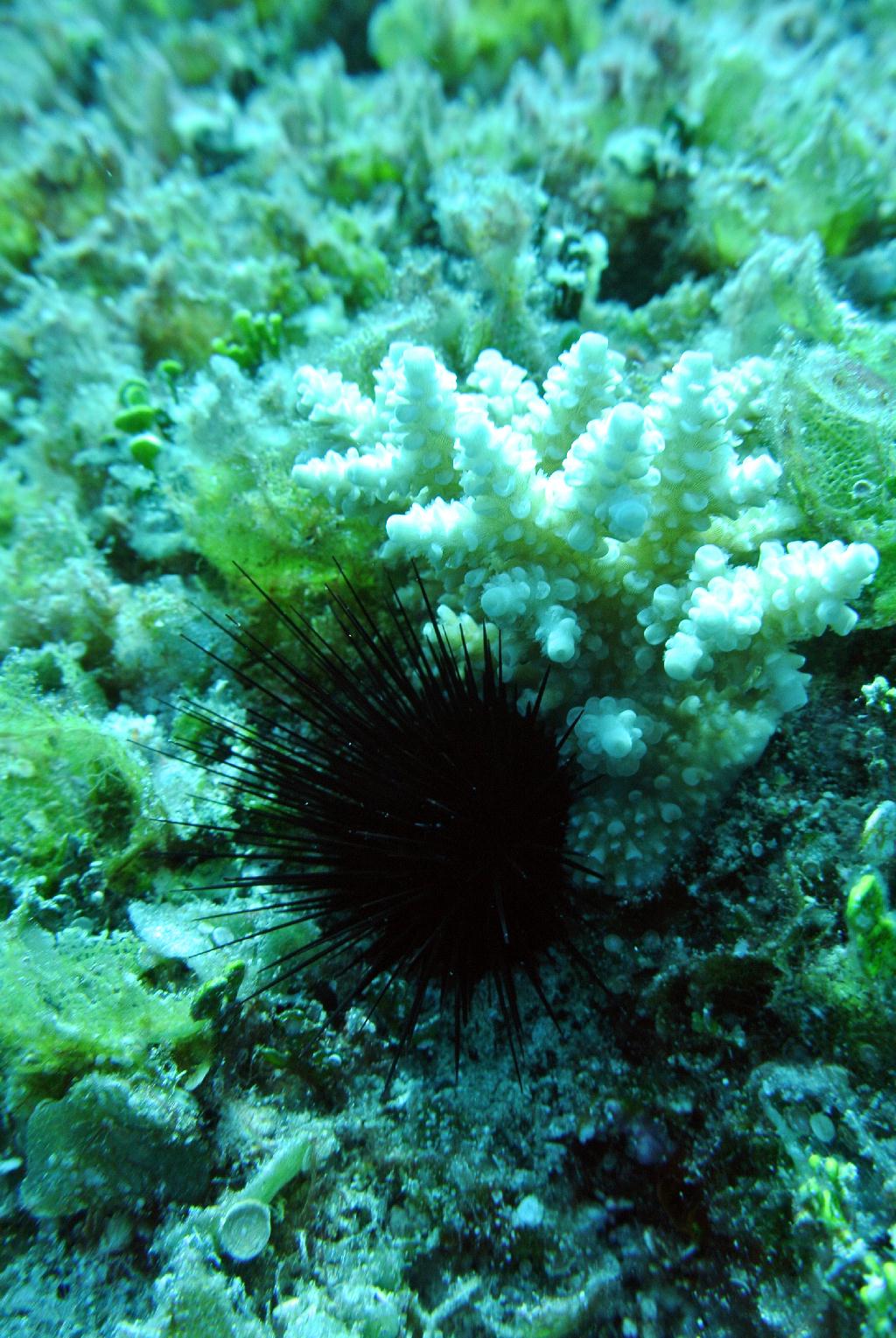 펀다이빙 - 사이판_솔티라이프 - 플래밍