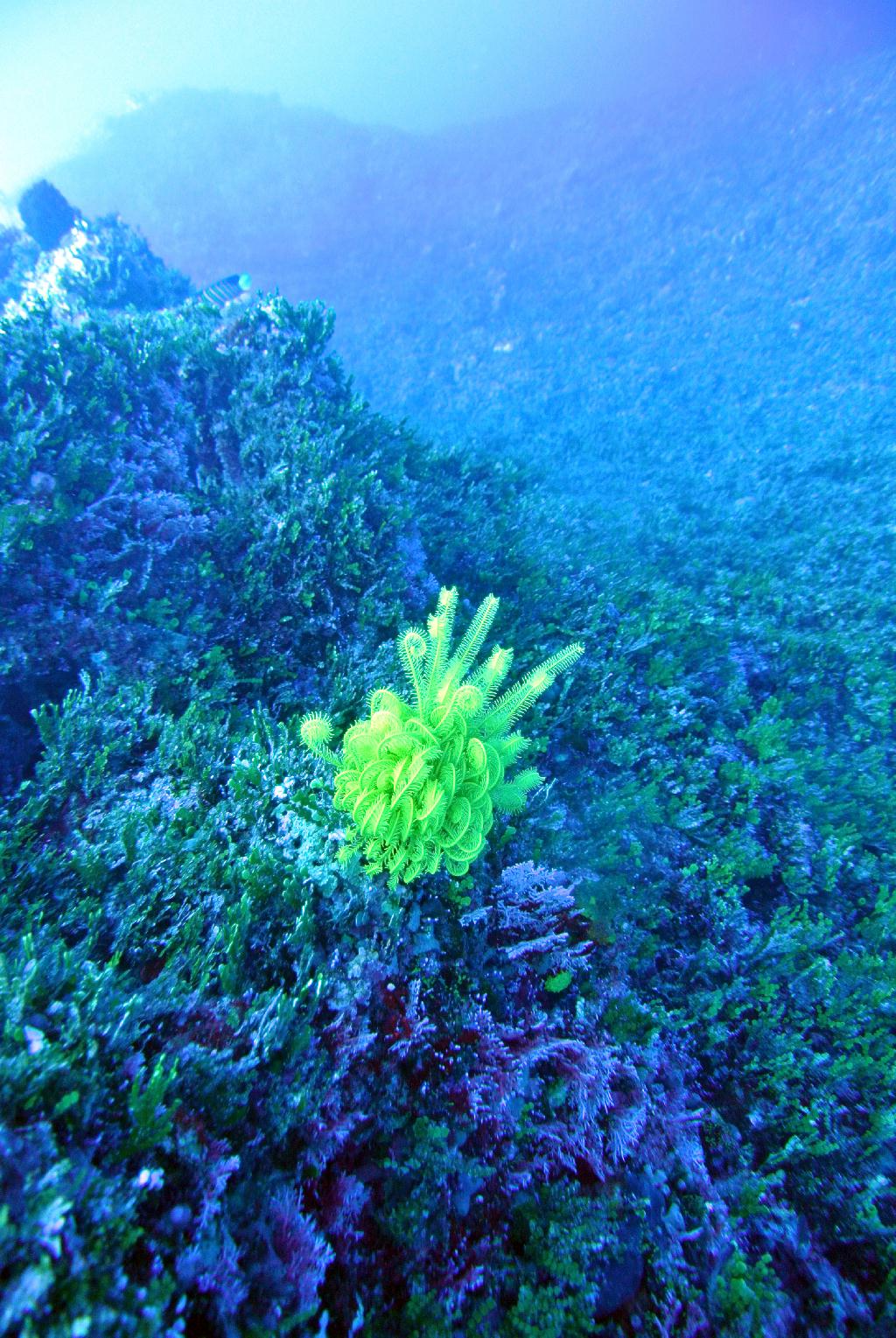 펀다이빙 - 사이판_솔티라이프 - 플래밍