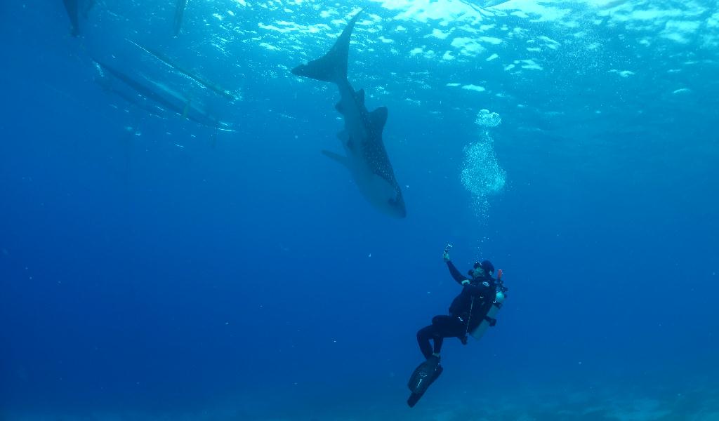고래상어 관찰 - Cebu Liloan Nobless Resort - Oslob Whale Shark