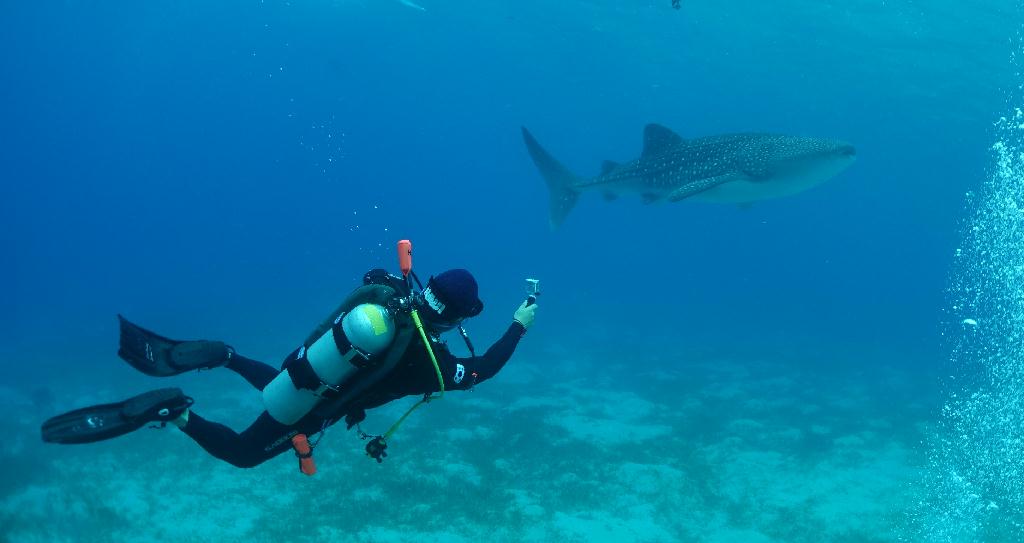고래상어 관찰 - Cebu Liloan Nobless Resort - Oslob Whale Shark