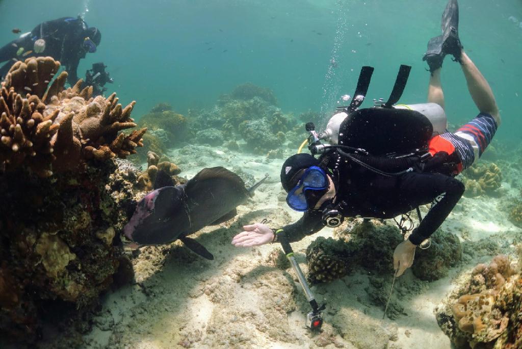 Fun diving - Sipadan Island - Barracuda point