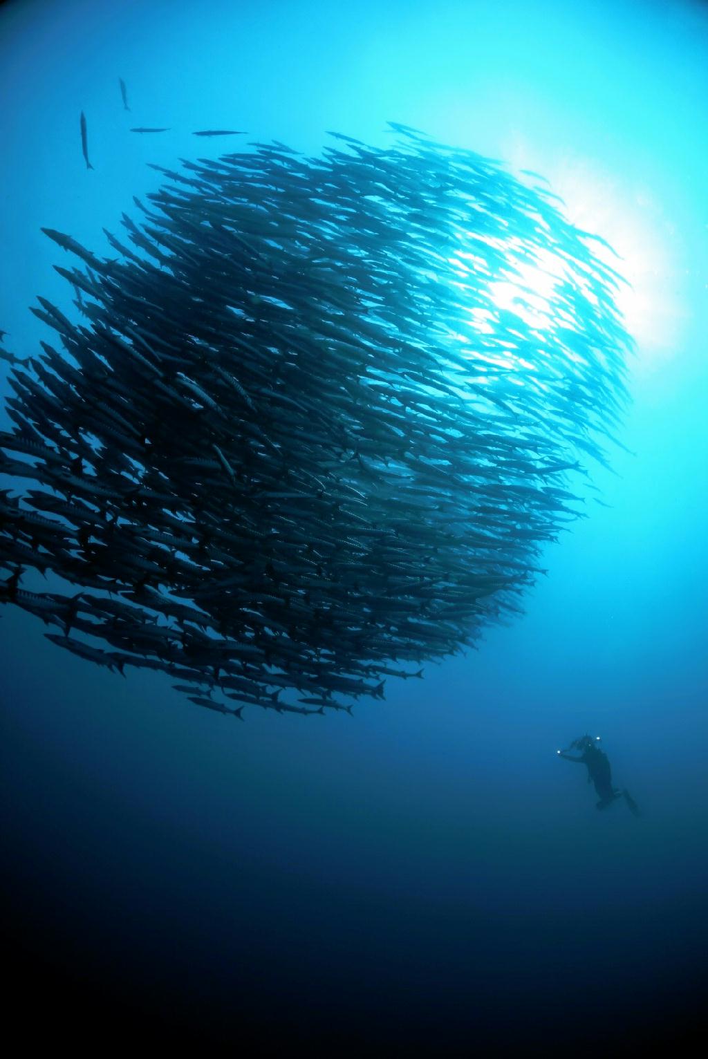 Fun diving - Sipadan Island  - Barracuda point
