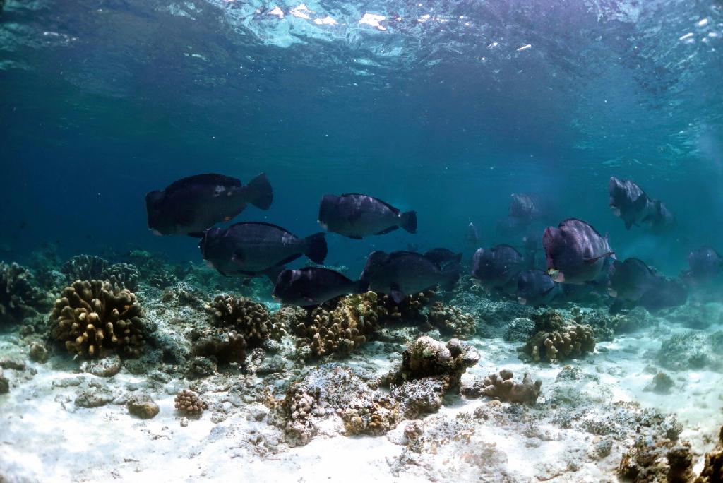 Fun diving - Sipadan Island  - Barracuda point
