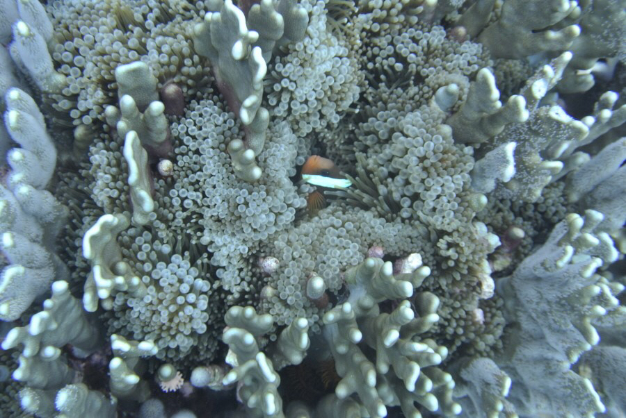 로타에서의 마지막다이빙 - 로타 블루팜리조트 - 얕음바다