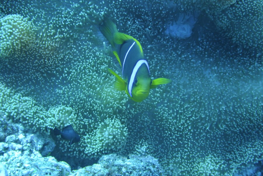 로타에서의 마지막다이빙 - 로타 블루팜리조트 - 얕음바다