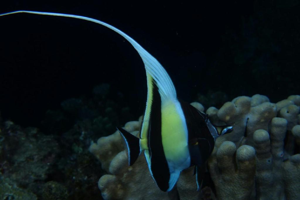 야간다이빙 - 싸이판 - 라우라오비치 야간다이빙