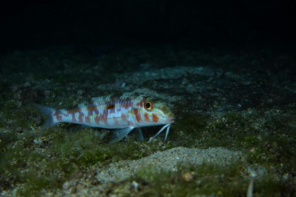 야간다이빙 - 싸이판 - 라우라오비치 야간다이빙