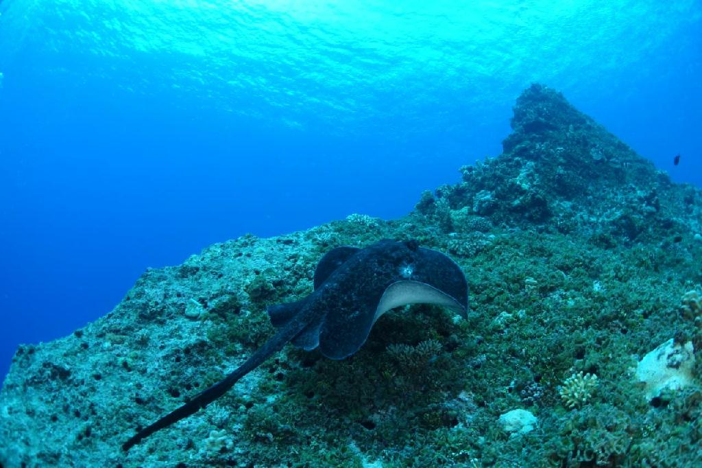 펀다이빙 - 티니안 - 덤프코브