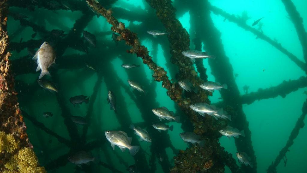 펀다이빙 - 청진 다이브11 - 강재 어초