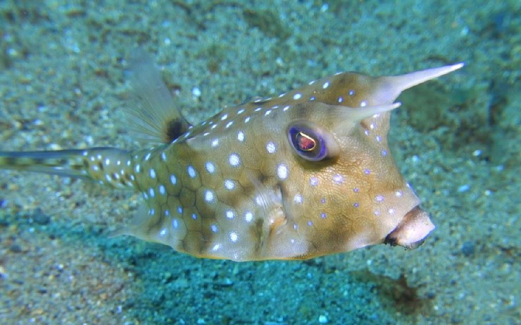 아닐라오 #06 - 킹콩 - Secret Bay