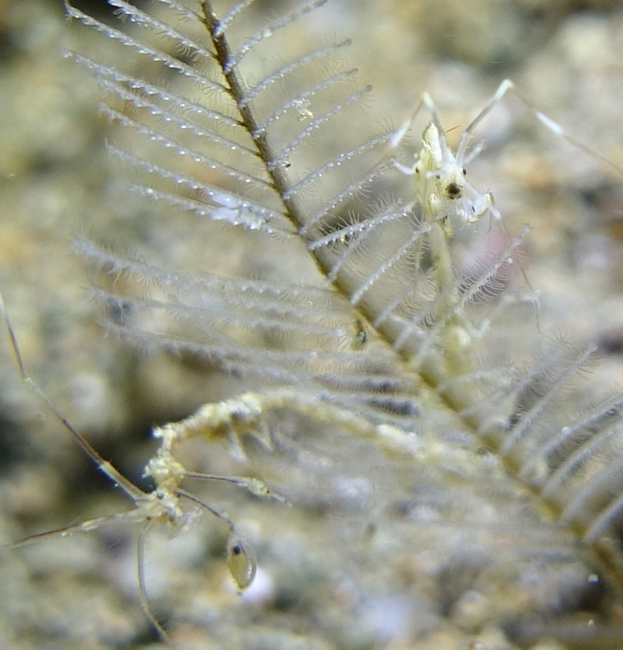 아닐라오 #06 - 킹콩 - Secret Bay