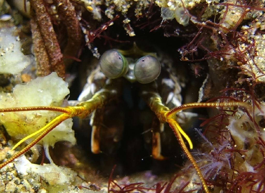 아닐라오 #06 - 킹콩 - Secret Bay