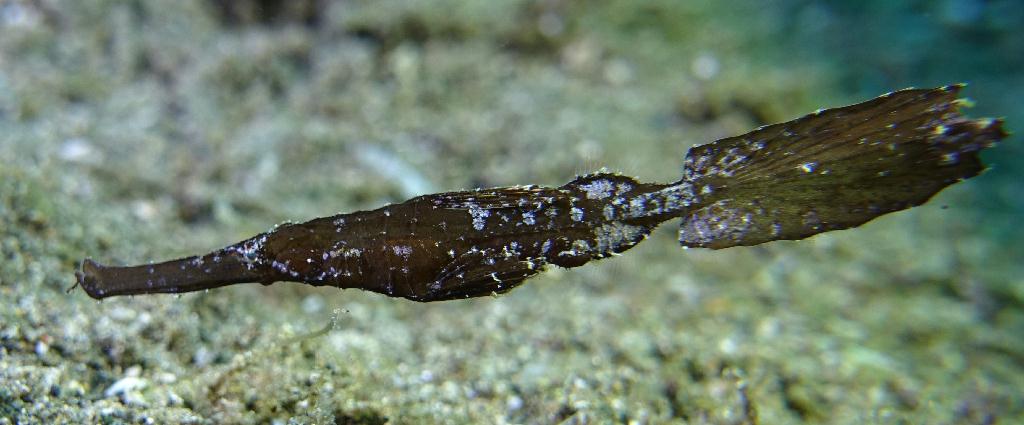 아닐라오 #06 - 킹콩 - Hidies