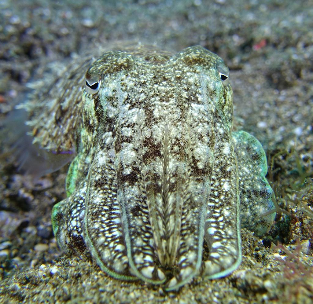 아닐라오 #06 - 킹콩 - Hidies