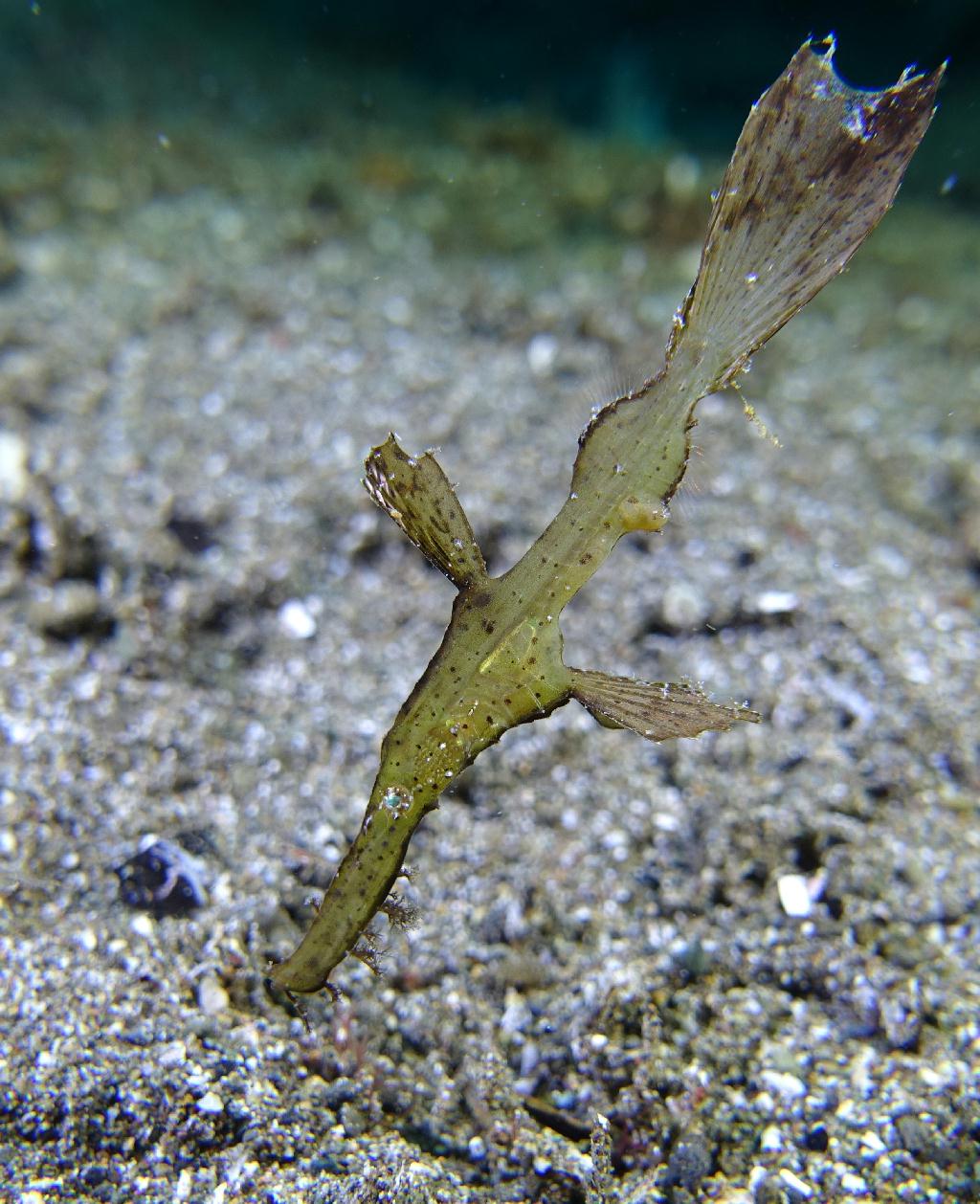 아닐라오 #06 - 킹콩 - Hidies