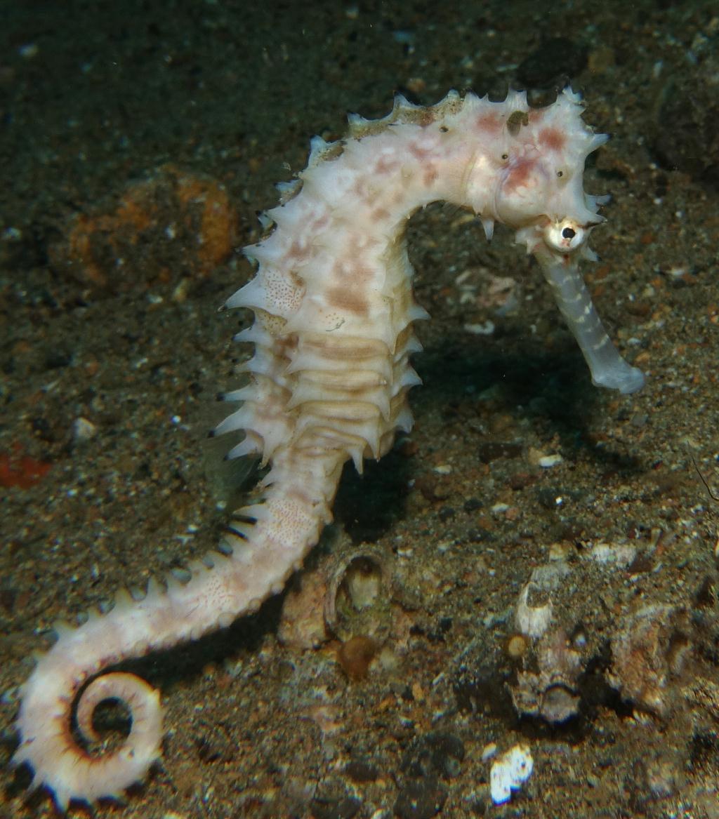 아닐라오 #06 - 킹콩 - Secret Bay