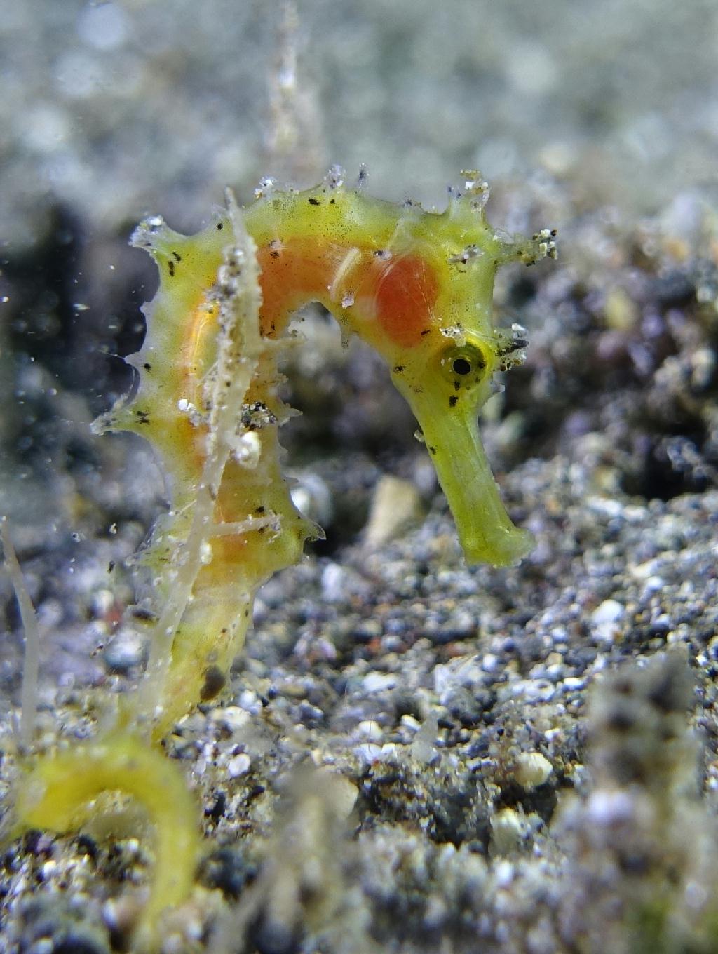 아닐라오 #06 - 킹콩 - Hidies