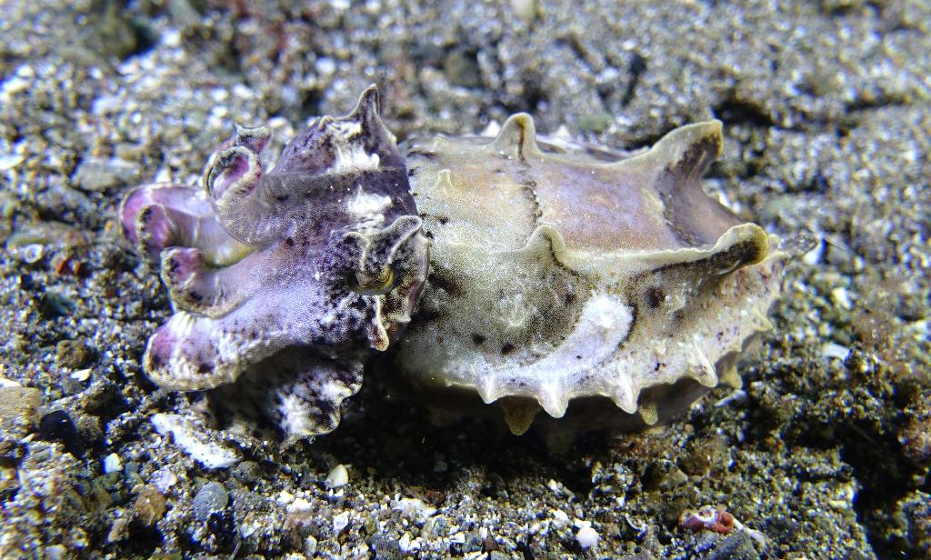 아닐라오 #06 - 킹콩 - Hidies