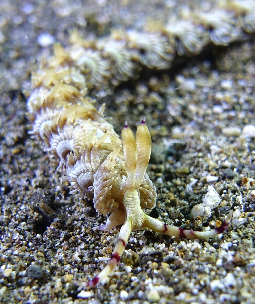 아닐라오 #06 - 킹콩 - Hidies