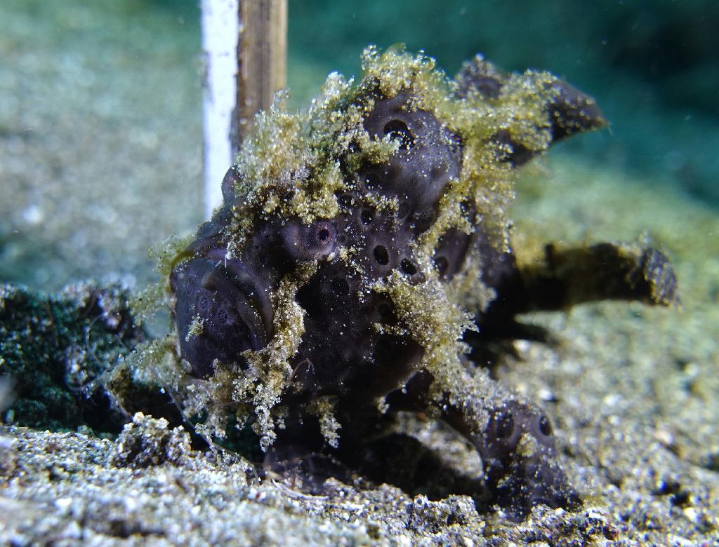 아닐라오 #06 - 킹콩 - Hidies