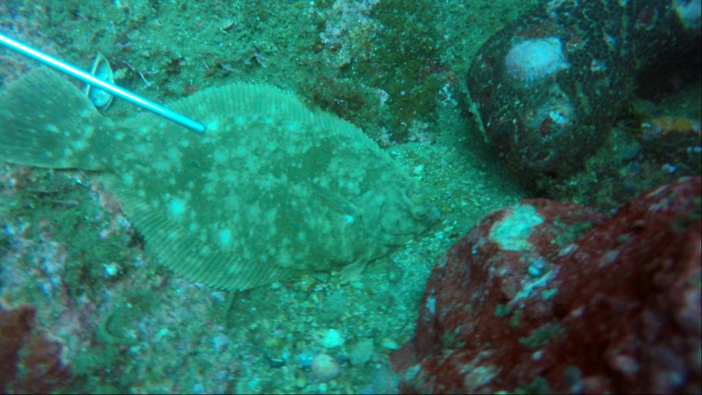 동해 다이빙 - 강원도 양양 - 아치