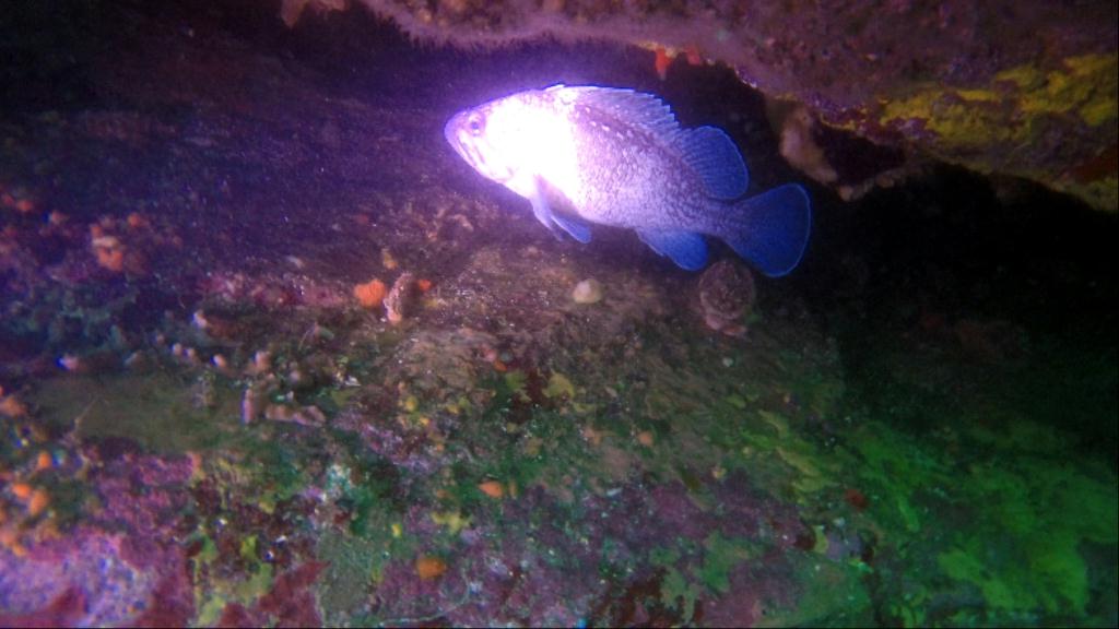 동해 다이빙 - 강원도 양양 - 아치