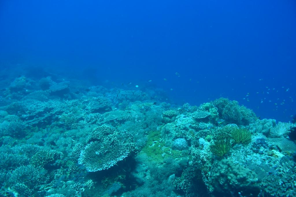 세부에서 마지막 다이빙 - 세부 릴로안 킹덤리조트 - 아포섬 맘사