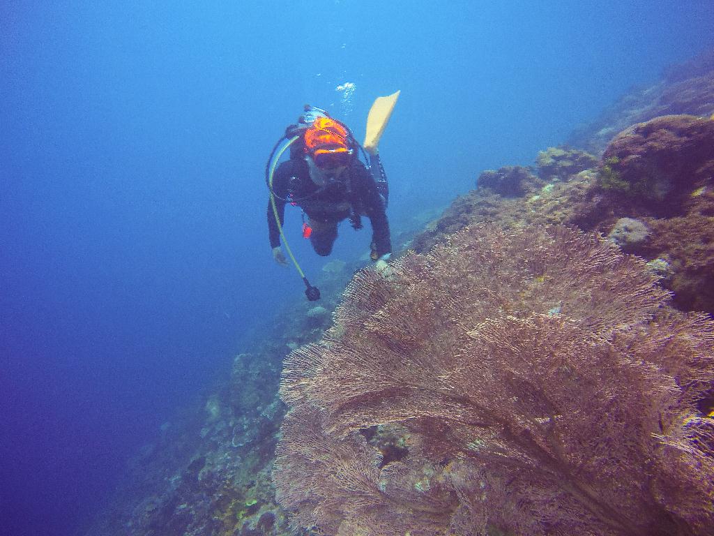 Mactan, Philippines - Coral Reef