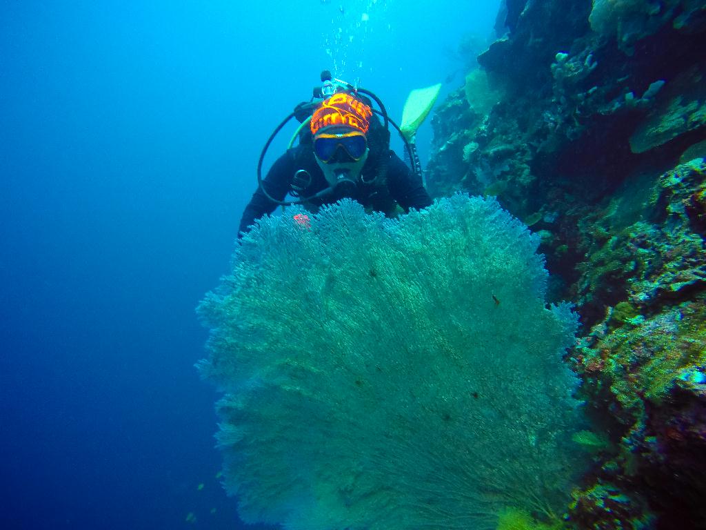 Mactan, Philippines - Coral Reef