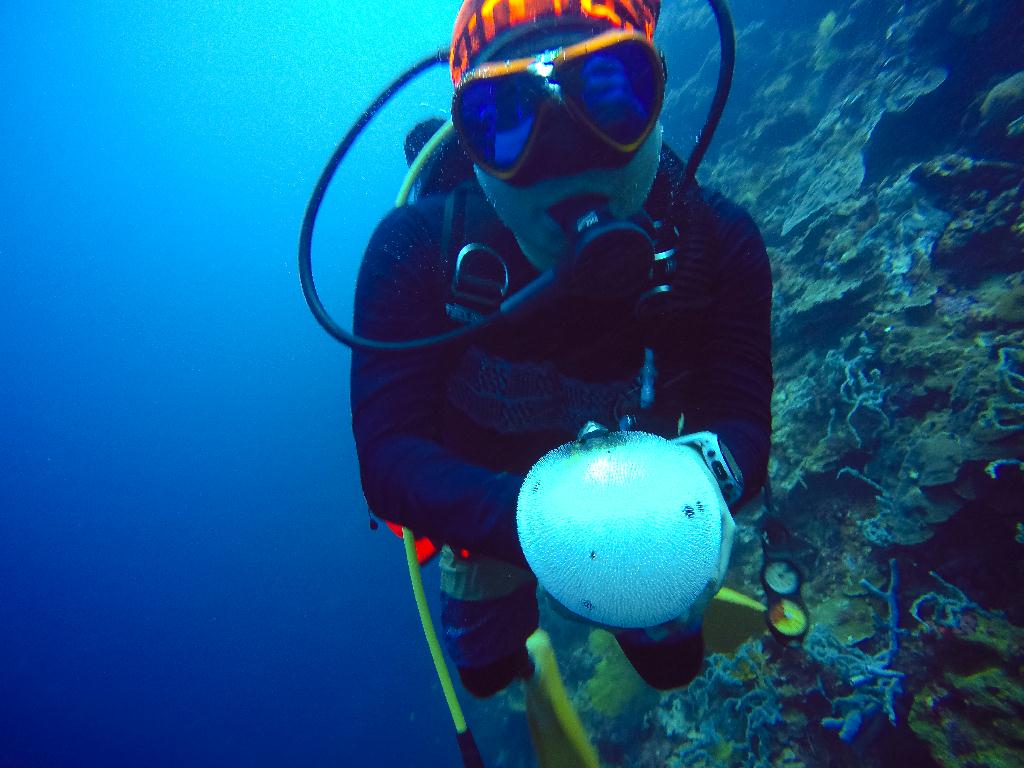Mactan, Philippines - Coral Reef