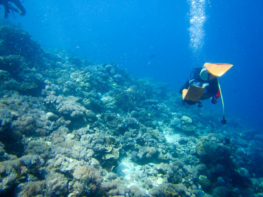 Mactan, Philippines - NALUSUAN POINT Stingray