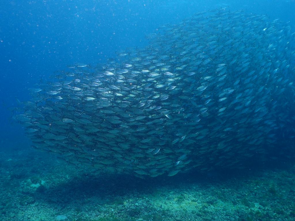 펀다이빙 - 사이판 프로다이버스 - 라우라우 비치