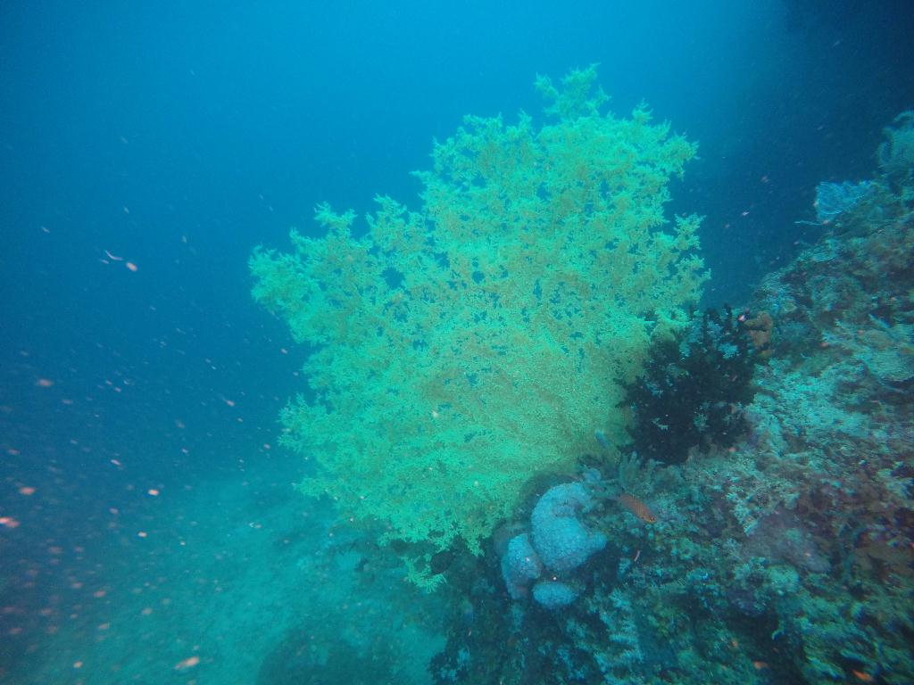 다이브엔트랙 - 몬테칼로리조트 Montecalo resort - 다이브엔트랙