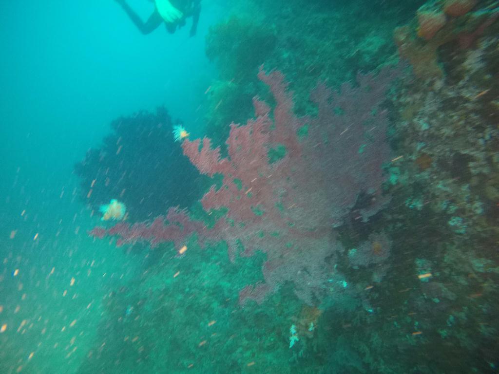 리그포피나클 포인트  - 마닐라-몬테칼로리조트 - 리그포 피나클 포인트 