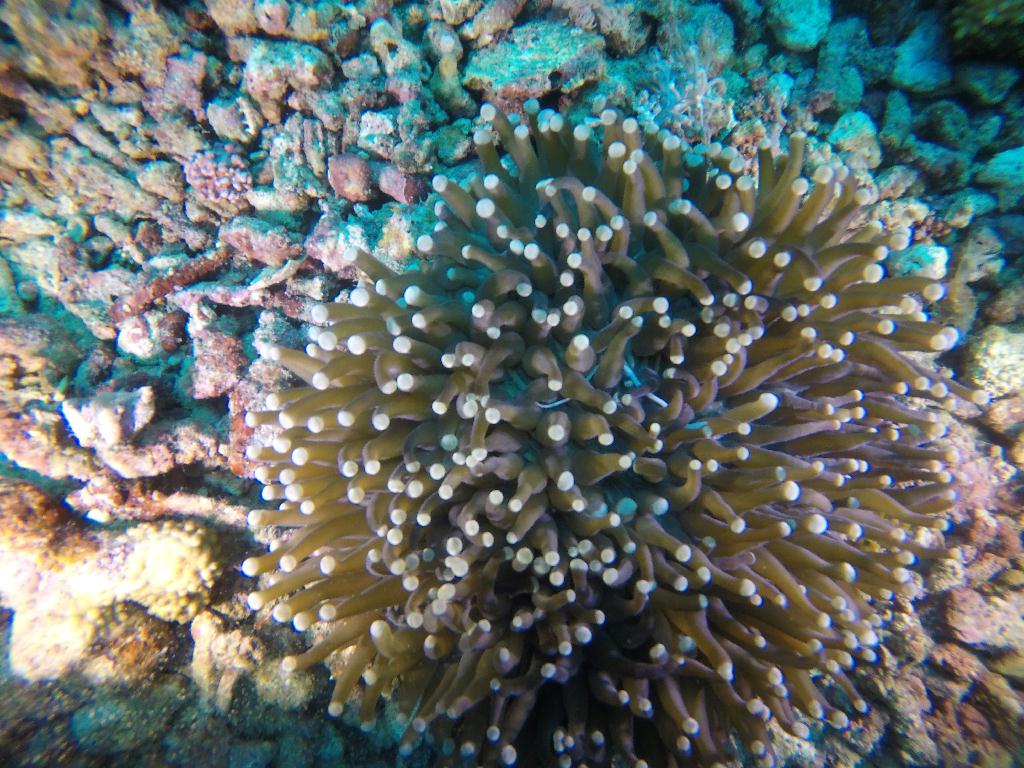 다이브엔트랙 - 몬테칼로리조트 Montecalo resort - 다이브엔트랙