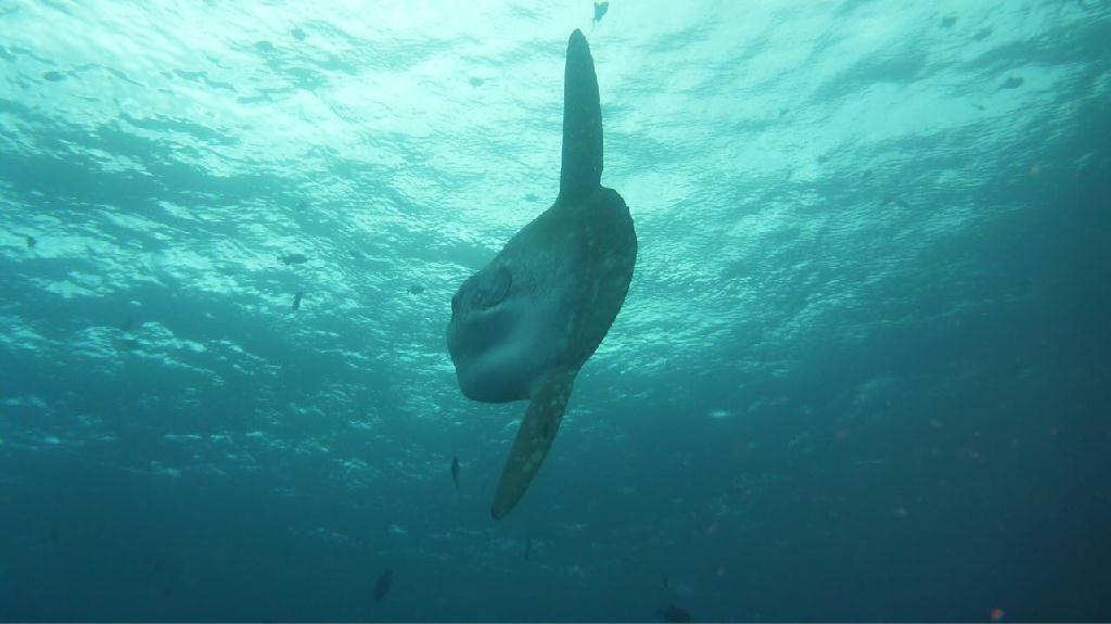 Indonesia, Bali, Nusa penida - Crystal Bay